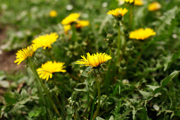 Green field with yellow dandelions.