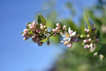 Buds on Lemon Tree