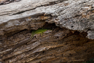a green lizard sits on an old log. lizard in the wild.