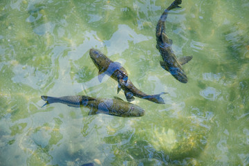 big fish in the water of lake como in italy