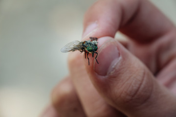 close up of a fly