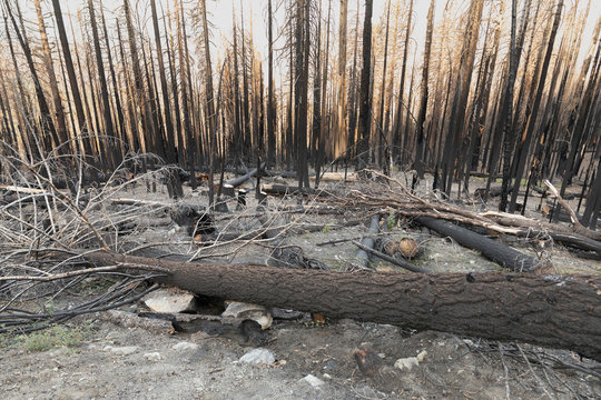 Results Of A Forest Fire Within Yosemite National Park