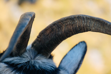 close up of a goats horns