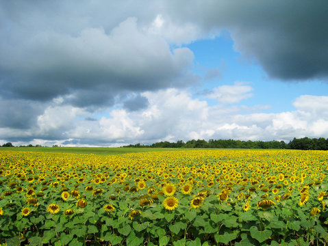 Sunflower Field and Blue Skies Upstate New York