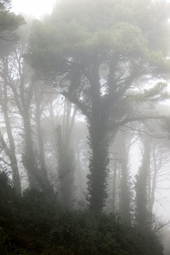 Trees between the fog, Zaragoza province in Spain.