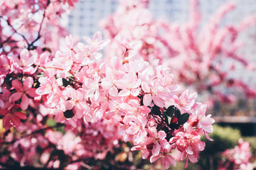 A branch of blooming Japanese sakura tree with pink flowers
