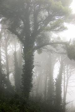 Trees between the fog, Zaragoza province in Spain.
