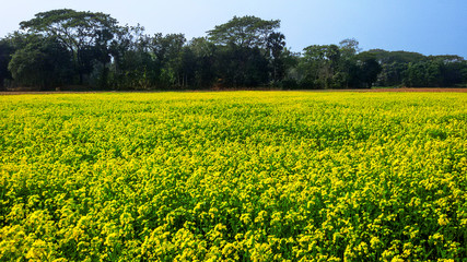 field of yellow flowers