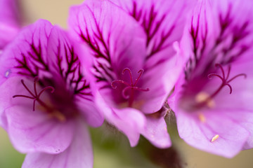 Flower in garden 