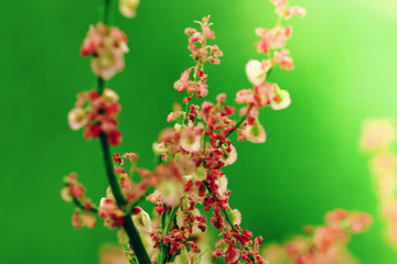 Detailed view of red flowers of wild garlic leaves on the green meadow with sunlight. Soft focus