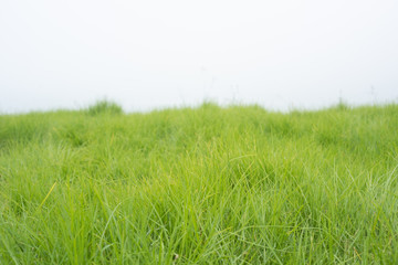 Green Meadow, Green Grass