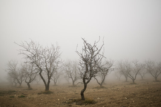 Fruit trees between the fog, Zaragoza province in Spain.