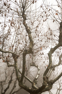 Trees between the fog, Zaragoza province in Spain.