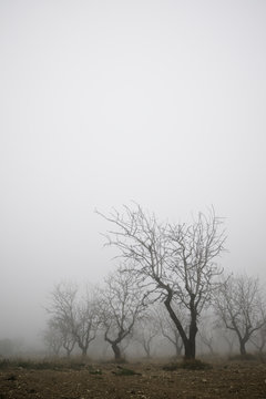 Fruit trees between the fog, Zaragoza province in Spain.