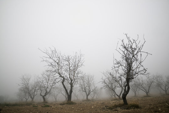 Fruit trees between the fog, Zaragoza province in Spain.