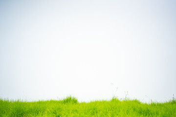 Obraz na płótnie Canvas Green Meadow and the sky