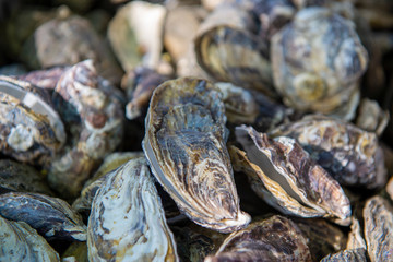 Discarded oyster shells. view of pile oyster shells. Selective focus.
