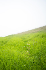 Tall White Weed in the green meadow, Soft Nature Scene