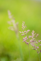 Lovegrass, Pink, Purple Grass
