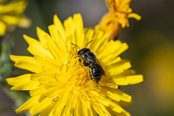 wasp on yellow flower in natural enviroment