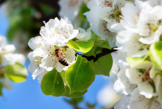 Cherry blossoms. A bee on the leaves of a blossoming cherry against a blue sky.