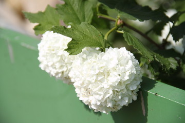 White snow balls viburnum tree