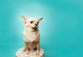 Tan chihuahua sitting on stool on aqua background, clean modern