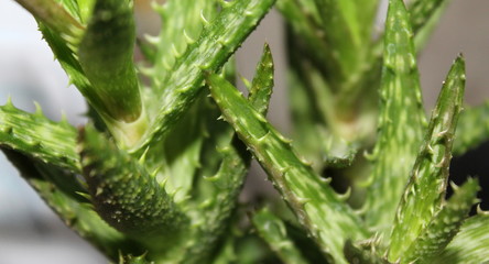 Pianta Grassa con spine - pungente