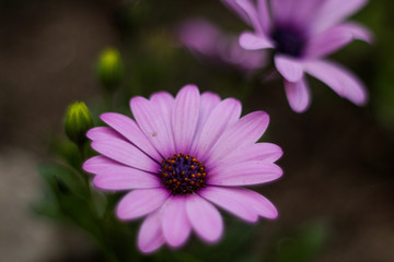 Obraz premium flor morada