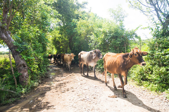 Cows walk in a row along dirt road in rural Guatemala.