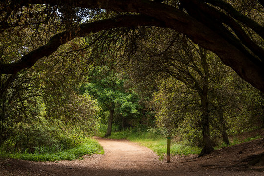 Forest Path on the Norfolk Coast