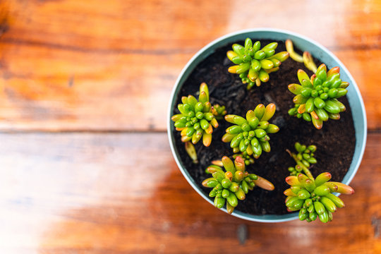 Little plant in a pot