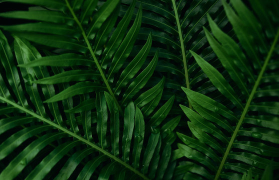 Fototapeta Background of the dark green leaves