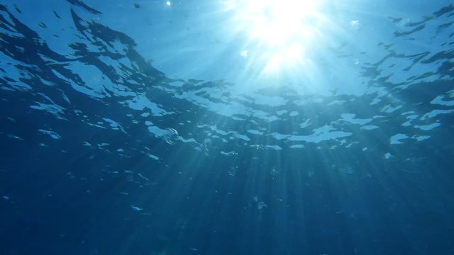 sun underwater beams rays sun shine jellyfish jelly fish ocean scenery