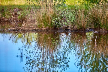 Wasserteich, Abendstimmung mit spiegelnden Sträuchern 