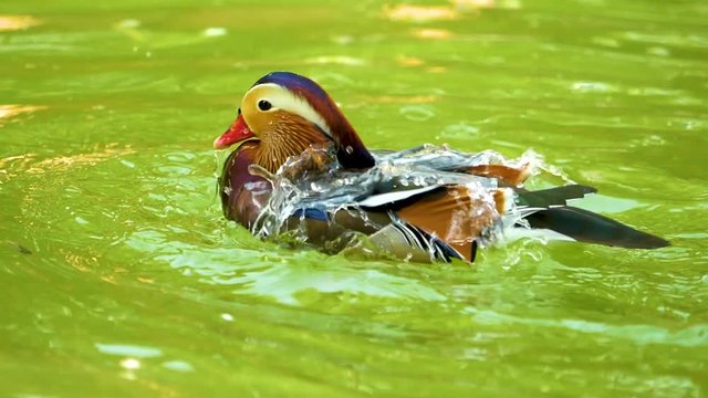 mallard duck playing in the lake