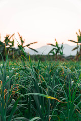 rice fields at sunset 