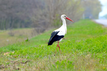 Cute stork walking in park,photo,bird