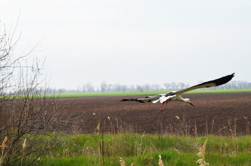 Fototapeta premium Cute stork flying in park,photo,bird