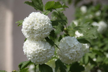 White snow balls viburnum tree

