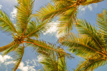palm trees against blue sky during sunny day