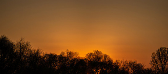 Obraz premium Silhouettes of tree branches on a sunset background
