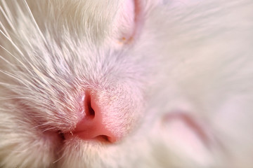 Kitten sleeps close-up macro color