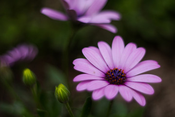 Fototapeta premium flor morada