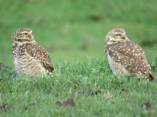 couple of grumpy owl look to the rigth