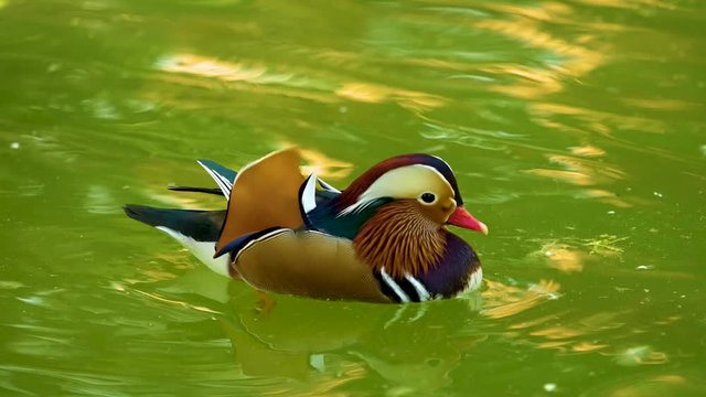 mallard duck playing in the lake