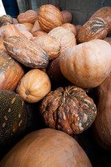 pumpkin of different sizes, shapes and color tones