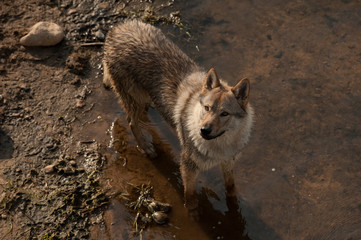 Czechoslovakian wolfdog