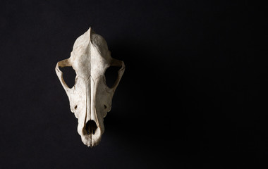 Animal skull on abstrtact black background