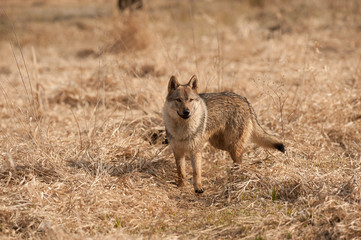 Czechoslovakian wolfdog